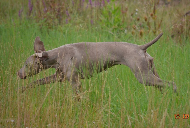 Gimme a bird D' Ombrelune