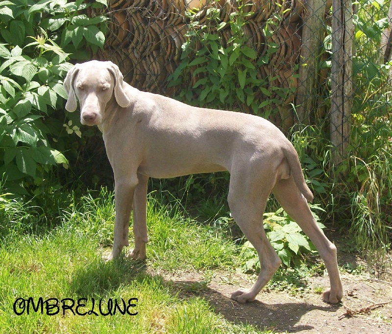 Gimme a bird D' Ombrelune