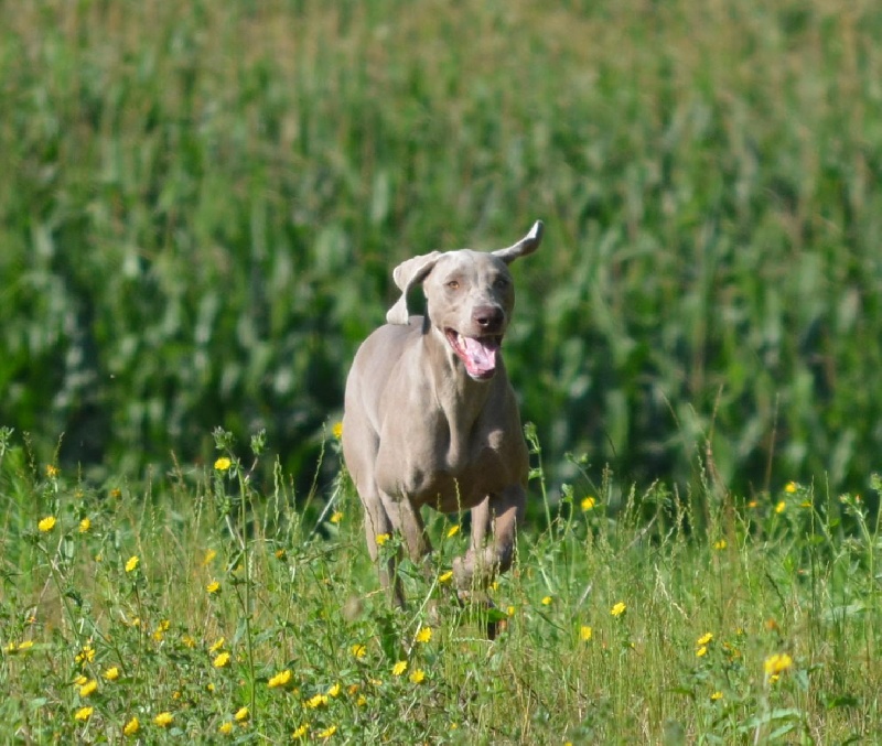 Gimme a bird D' Ombrelune