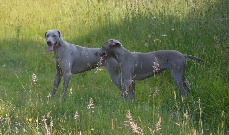 Gimme a bird D' Ombrelune