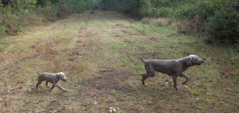 Gimme a bird D' Ombrelune