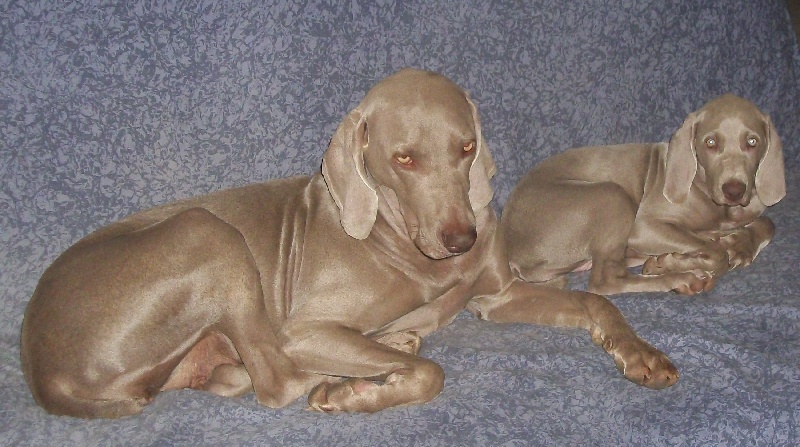 Gimme a bird D' Ombrelune