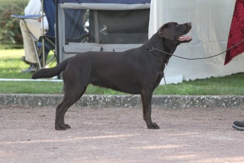For my coockie de la Tour Farmina - Classe intermédiaire : Très Bon