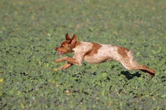 Publication : De Passemarais