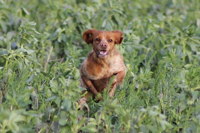 Publication : De Passemarais