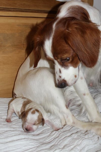 Enjoy Des bords de l'orb - 1er exc RCACS