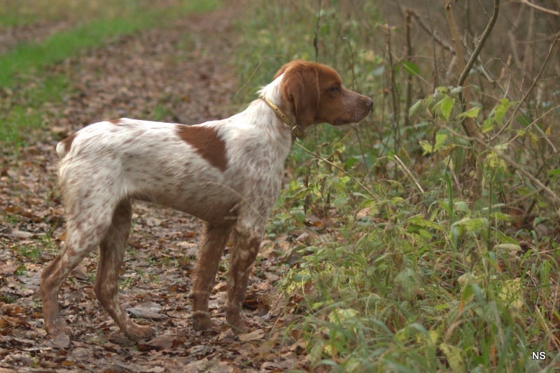 CH. Fensch De Passemarais - p
