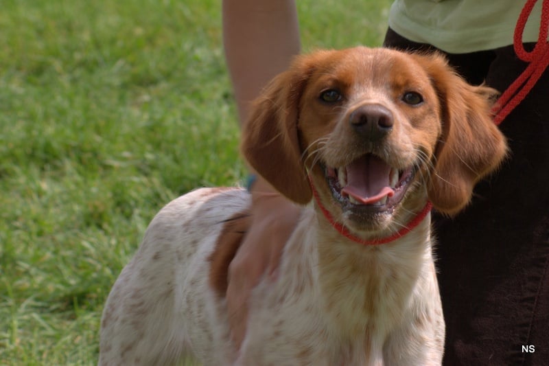 CH. Fensch De Passemarais - 1er Excellent meilleure femelle meilleure jeune