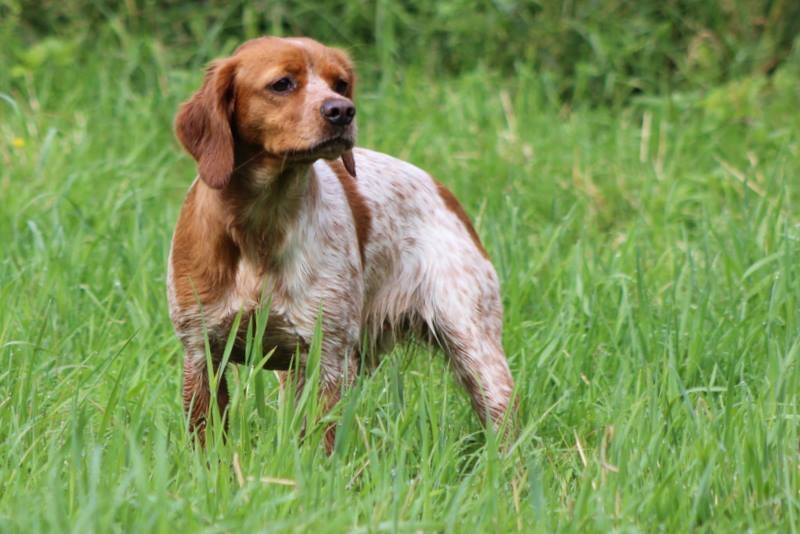 Has de coeur De Passemarais - 3eme excellent