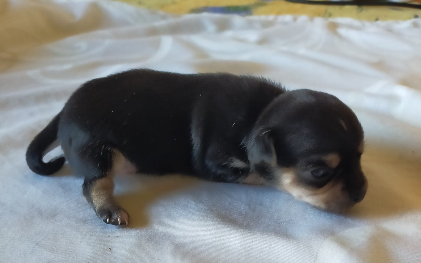 Chiot N°2 - Chihuahua