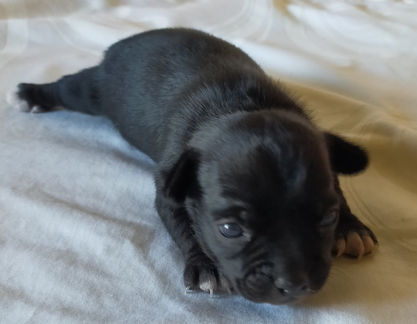 Chiot N°3 - Chihuahua