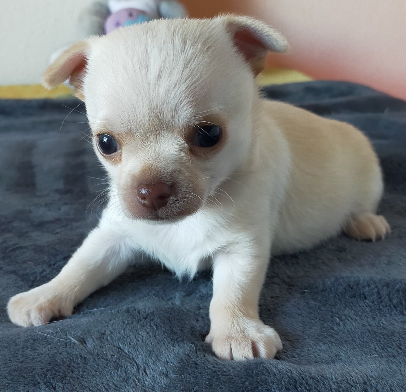 Chihuahua - De Quentin De La Tour