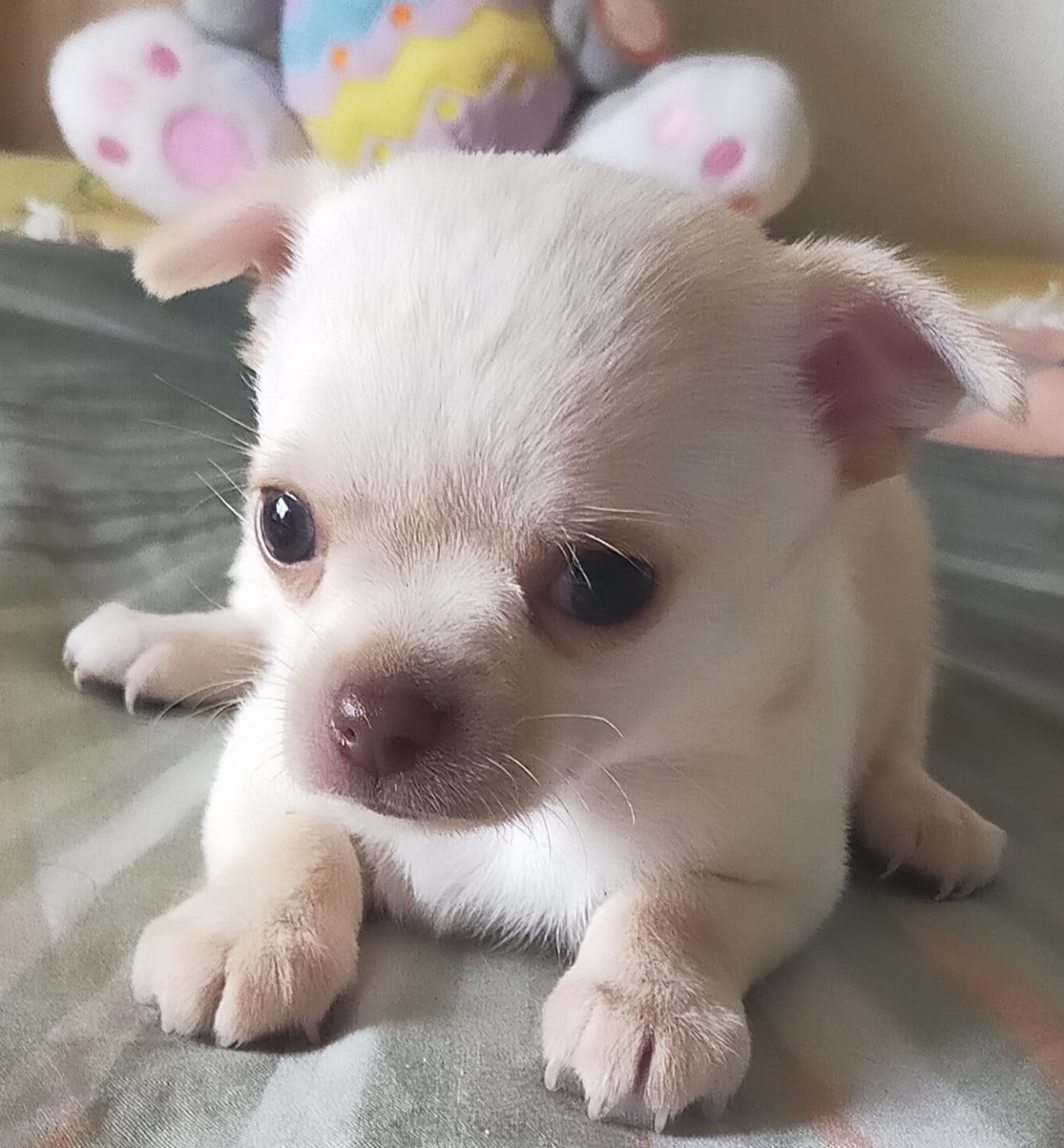 Chihuahua - De Quentin De La Tour