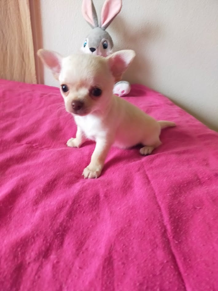 Chihuahua - De Quentin De La Tour