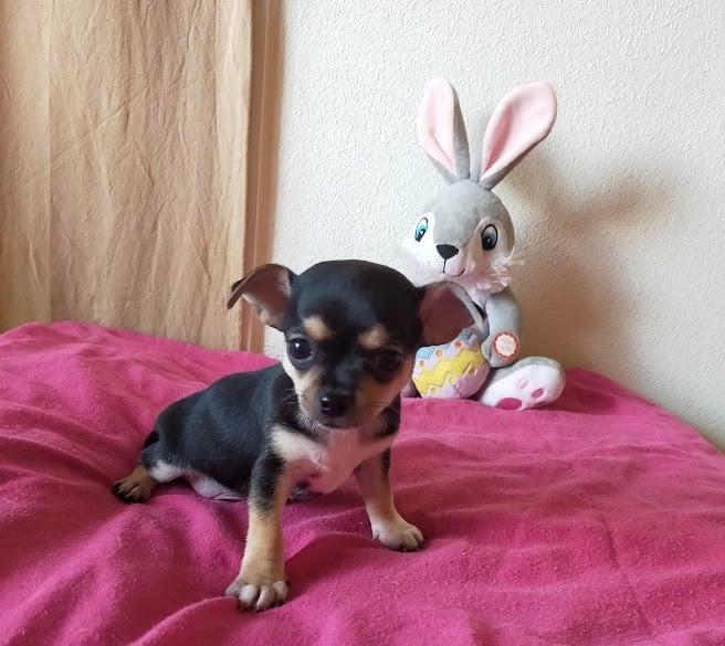 Chihuahua - De Quentin De La Tour