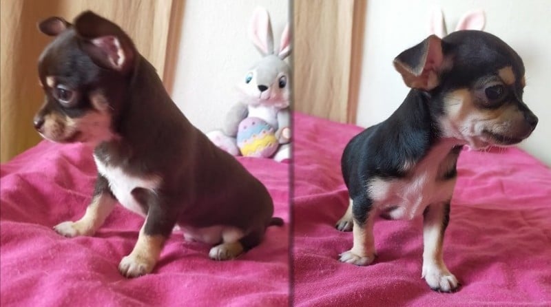 Chihuahua - De Quentin De La Tour