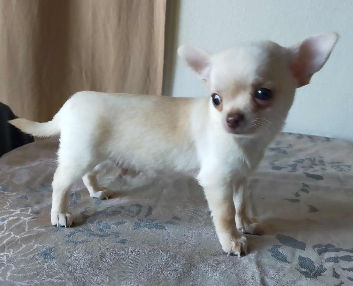 Chihuahua - De Quentin De La Tour