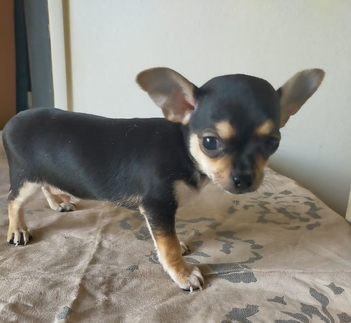 Chihuahua - De Quentin De La Tour