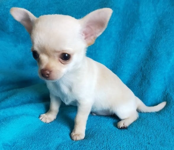 Chihuahua - De Quentin De La Tour