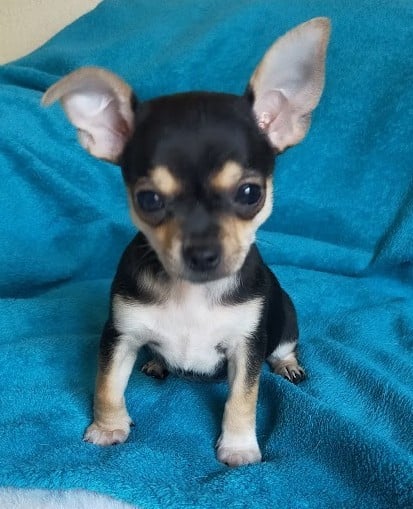 Chihuahua - De Quentin De La Tour