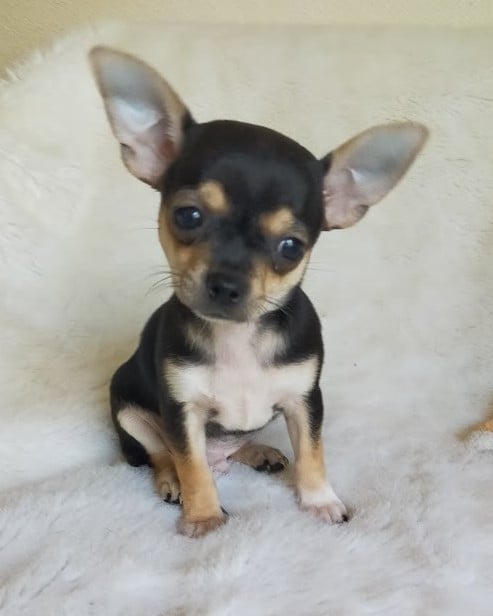 Chihuahua - De Quentin De La Tour