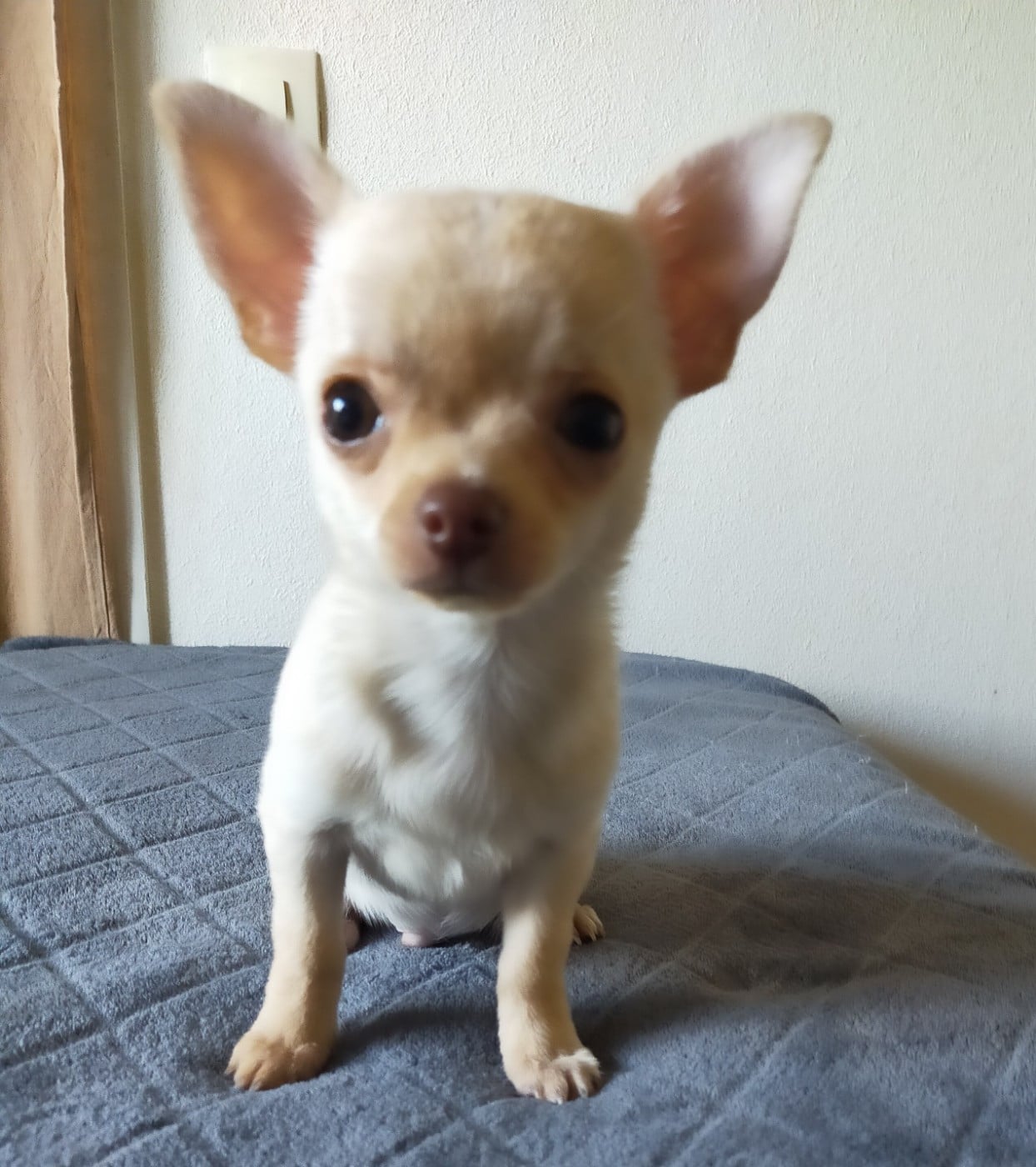 Chihuahua - De Quentin De La Tour