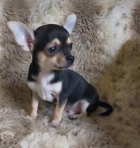 BENITO