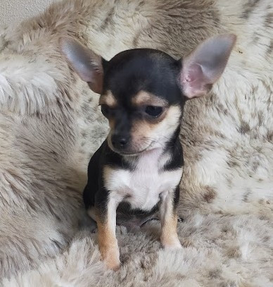 BENITO