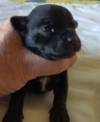 Les chiots de Chihuahua