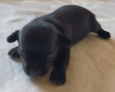 Les chiots de Chihuahua