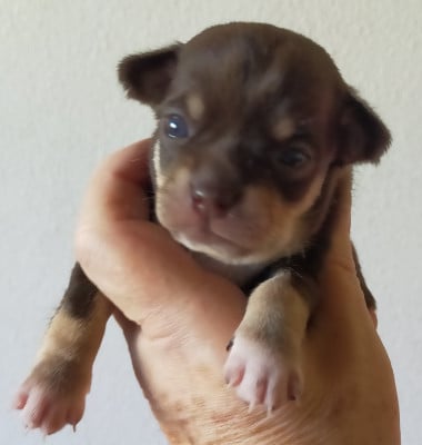 Les chiots de Chihuahua