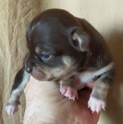 Les chiots de Chihuahua