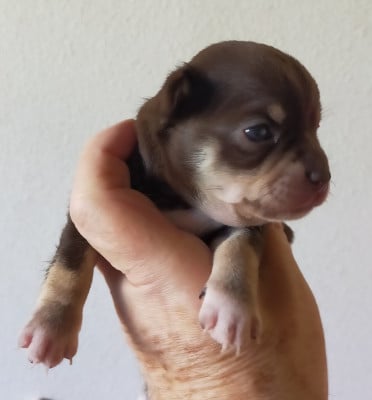Les chiots de Chihuahua