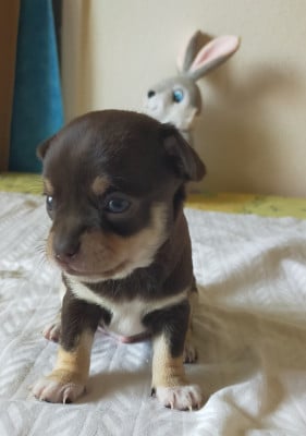 Les chiots de Chihuahua