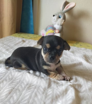 Les chiots de Chihuahua