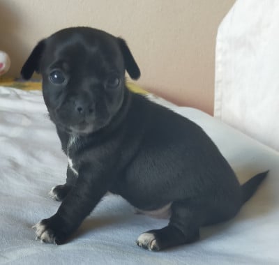 Les chiots de Chihuahua