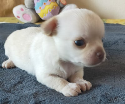 Les chiots de Chihuahua