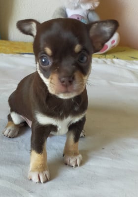 Les chiots de Chihuahua