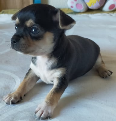 Les chiots de Chihuahua