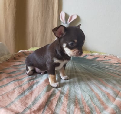 Les chiots de Chihuahua