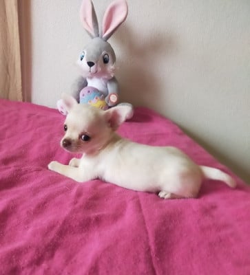 Les chiots de Chihuahua