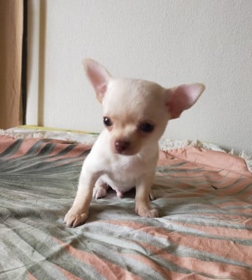 Les chiots de Chihuahua