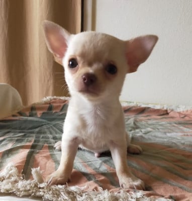 Les chiots de Chihuahua