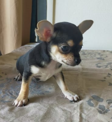 Les chiots de Chihuahua