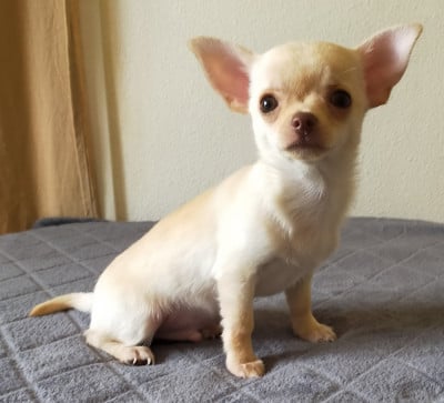 Les chiots de Chihuahua