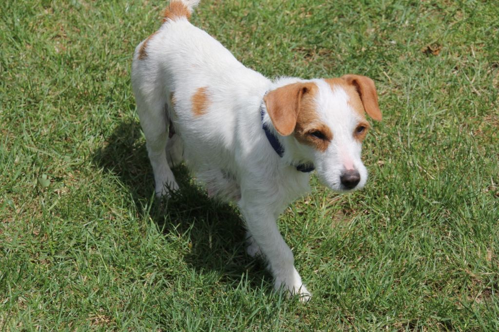 Publication : Du champ de l'ormeau Auteur : MARION BERTIN