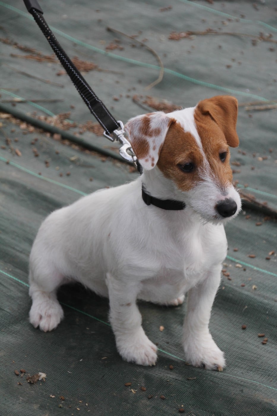 ANAE Du champ de l'ormeau