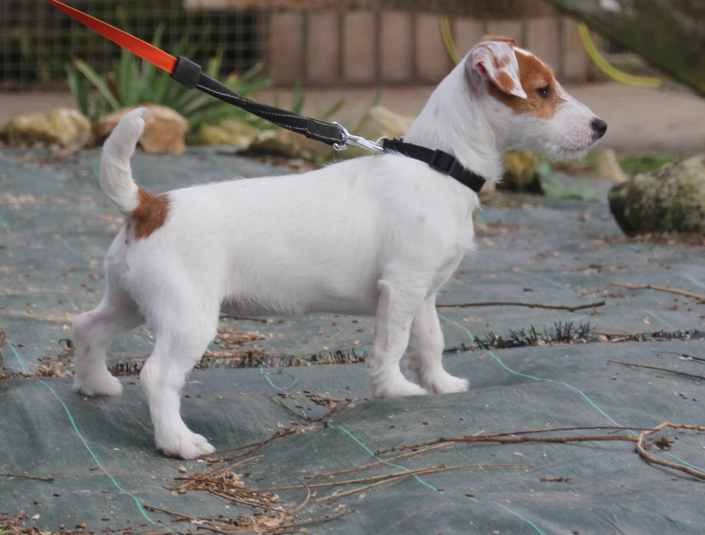 ANAE Du champ de l'ormeau