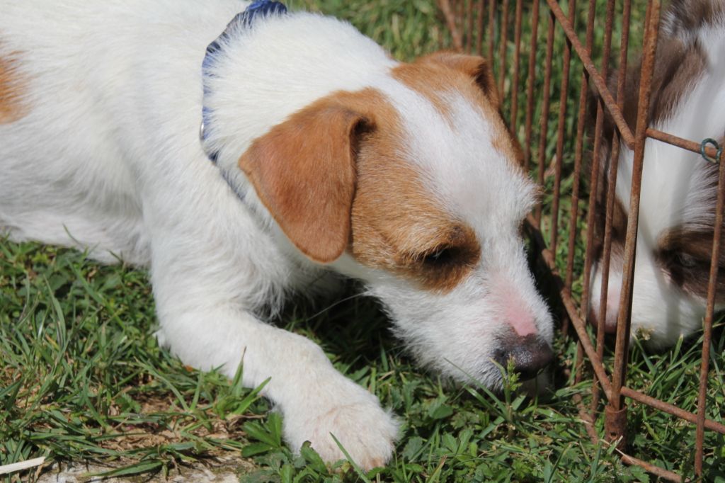 Publication : Du champ de l'ormeau Auteur : MARION BERTIN