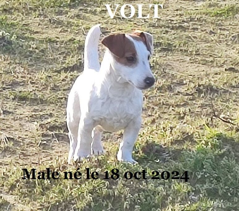 VOLT du champ de l'ormeau